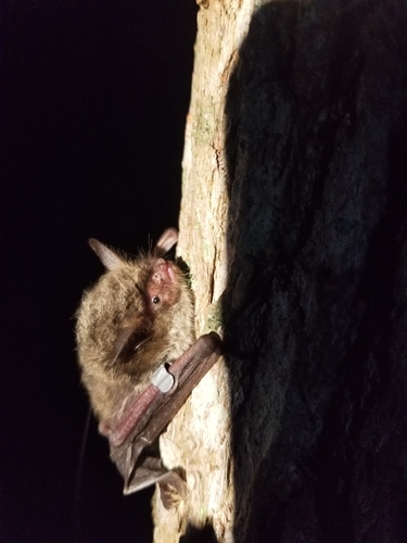 Northern Bat