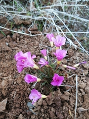 Oxalis leptogramma