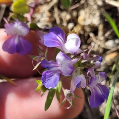 Collinsia grandiflora