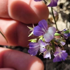 Collinsia grandiflora
