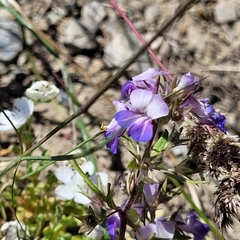 Collinsia grandiflora