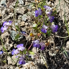 Collinsia grandiflora