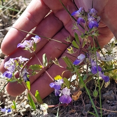 Collinsia grandiflora