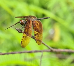 Rhyothemis obsolescens