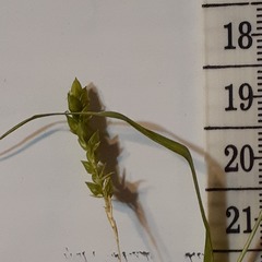 Carex formosa