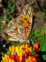 Dione vanillae