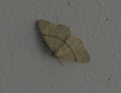 Adactylotis gesticularia