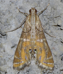 Petrophila daemonalis