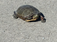 Chrysemys picta marginata