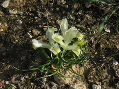 Iris palaestina