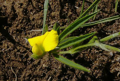 Argyrolobium harveyanum