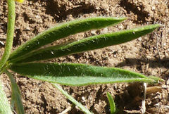 Argyrolobium harveyanum