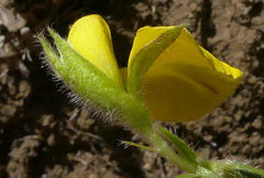 Argyrolobium harveyanum