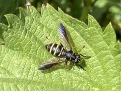 Temnostoma bombylans