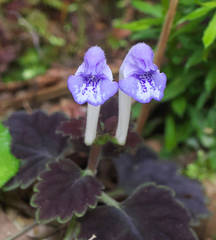 Scutellaria laeteviolacea