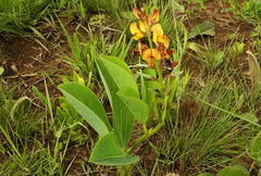 Argyrolobium robustum