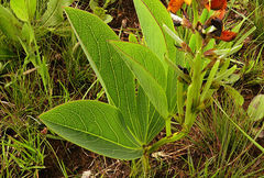 Argyrolobium robustum