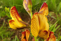 Argyrolobium robustum