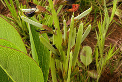 Argyrolobium robustum