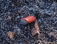 Bostrichus capucinus