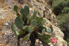 Opuntia × vaseyi