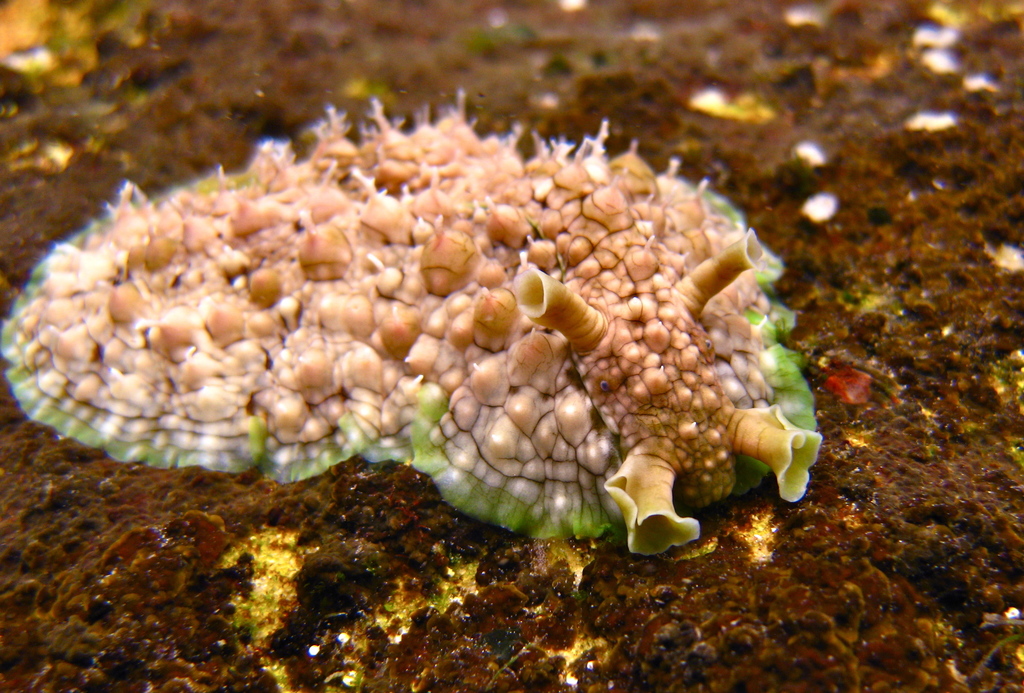 Green Sea Hare