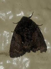 Chytonix