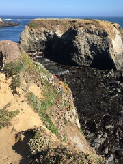 Castilleja mendocinensis