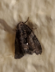 Chytonix