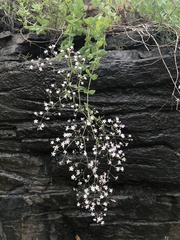 Gypsophila pacifica