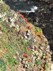 Castilleja mendocinensis