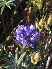 Gilia capitata pacifica