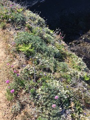 Gilia capitata pacifica