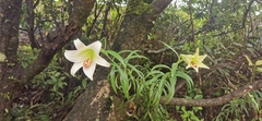 Lilium brownii
