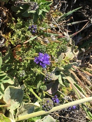 Gilia capitata pacifica