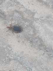 Triatoma infestans