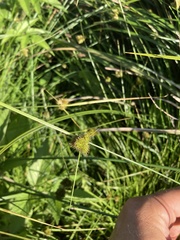 Carex unilateralis
