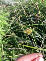 Carex unilateralis