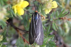 Ctenucha cressonana