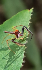 Viciria pavesii