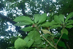 Cyrtandra umbellifera