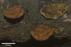Phylloporia