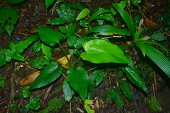 Schismatoglottis kotoensis