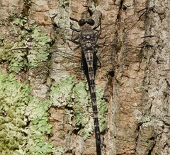 Tachopteryx thoreyi