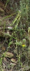 Polygala monspeliaca