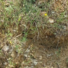 Trifolium angustifolium