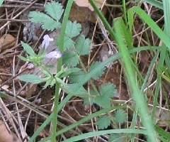 Galeopsis ladanum carpetana