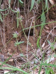 Galeopsis ladanum carpetana
