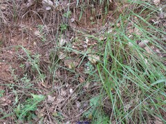 Galeopsis ladanum carpetana