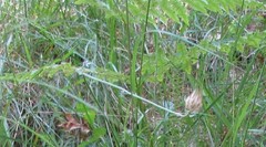 Xeranthemum cylindraceum